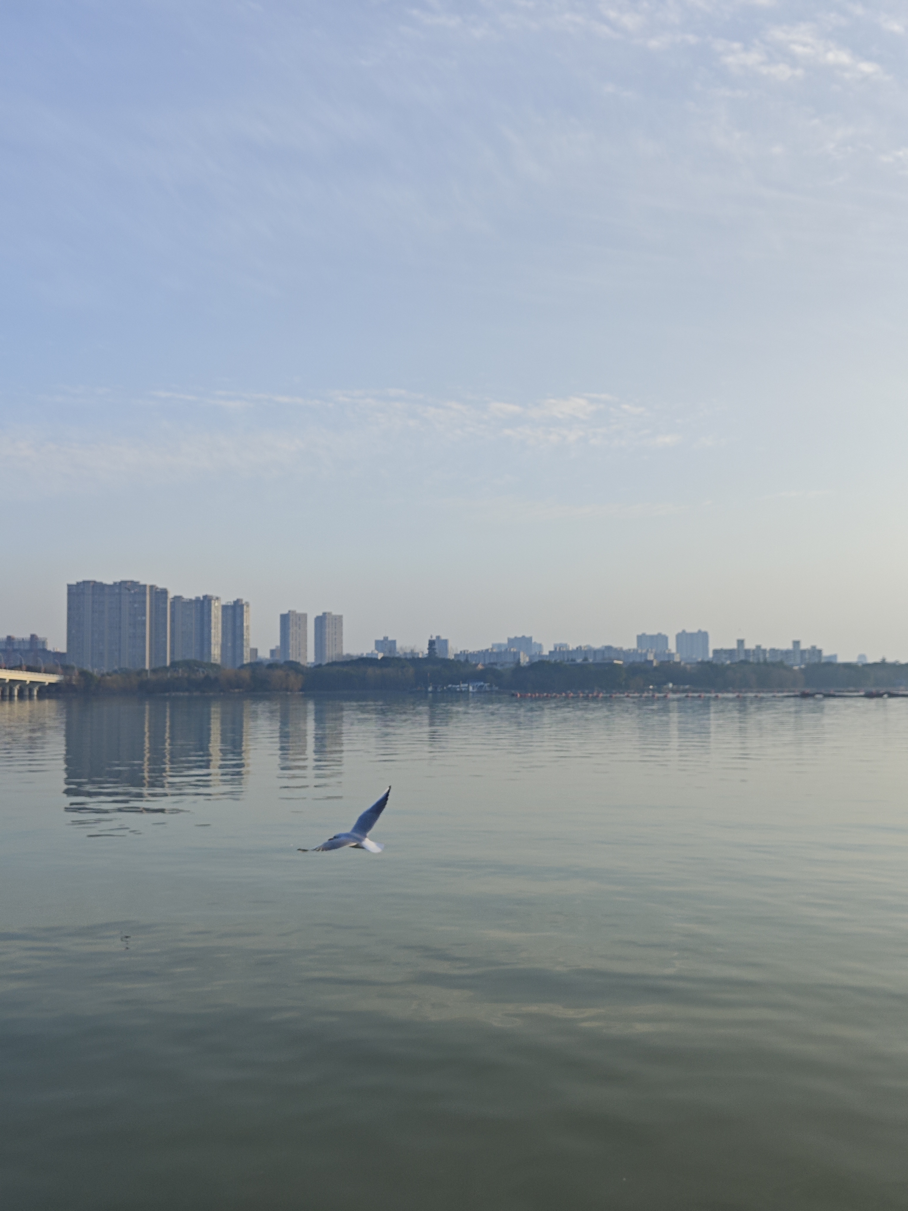 湖上飞鸥